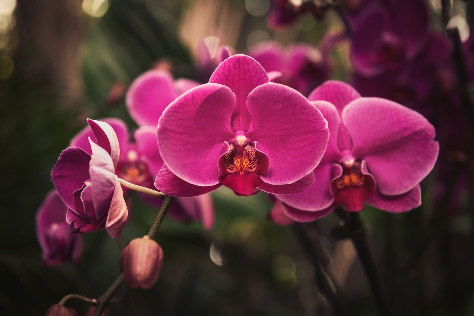 Black Orchid