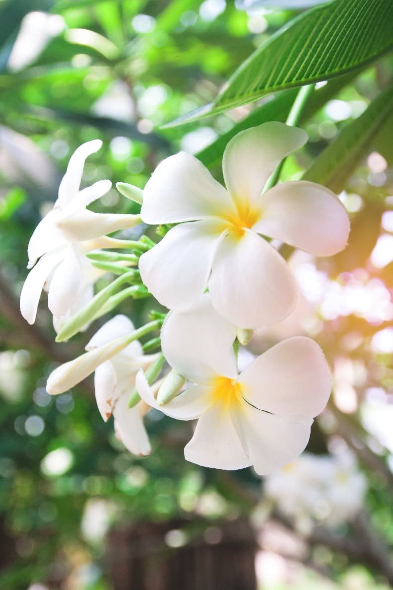 Jasmine