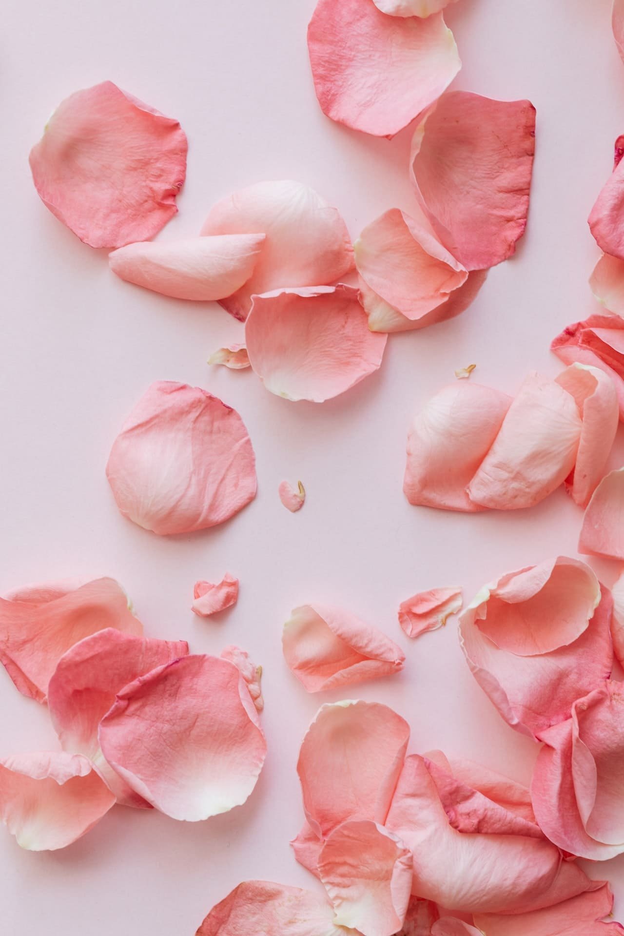 Rose Petals