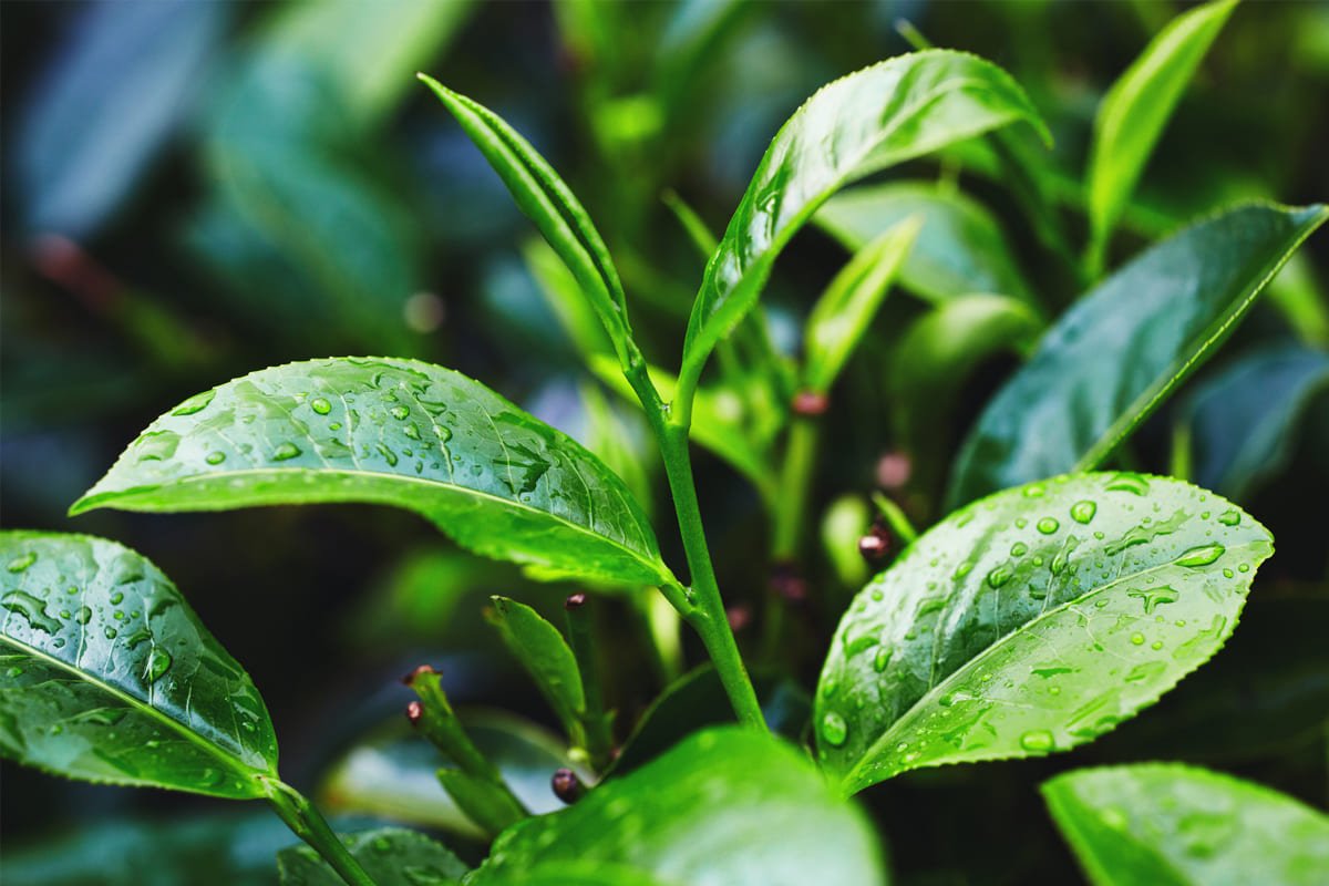 Tea Tree