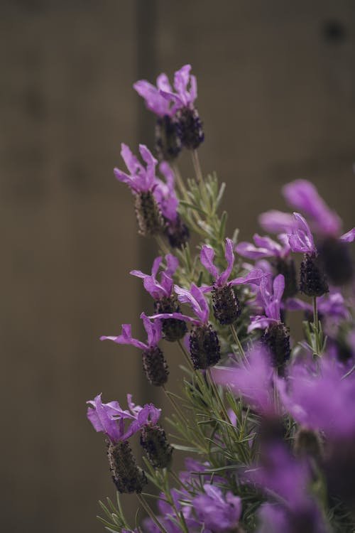 French Lavender