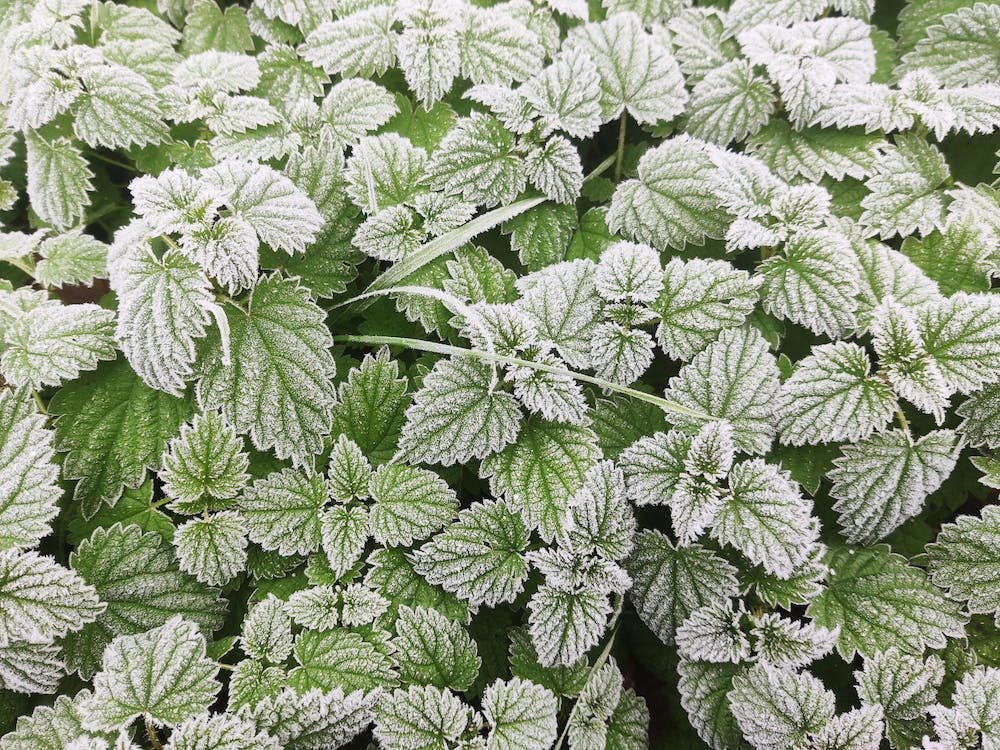 Him Herbal Winter Defense