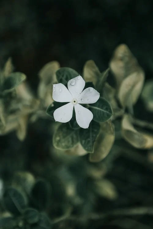 Jasmine Sambac Blossom