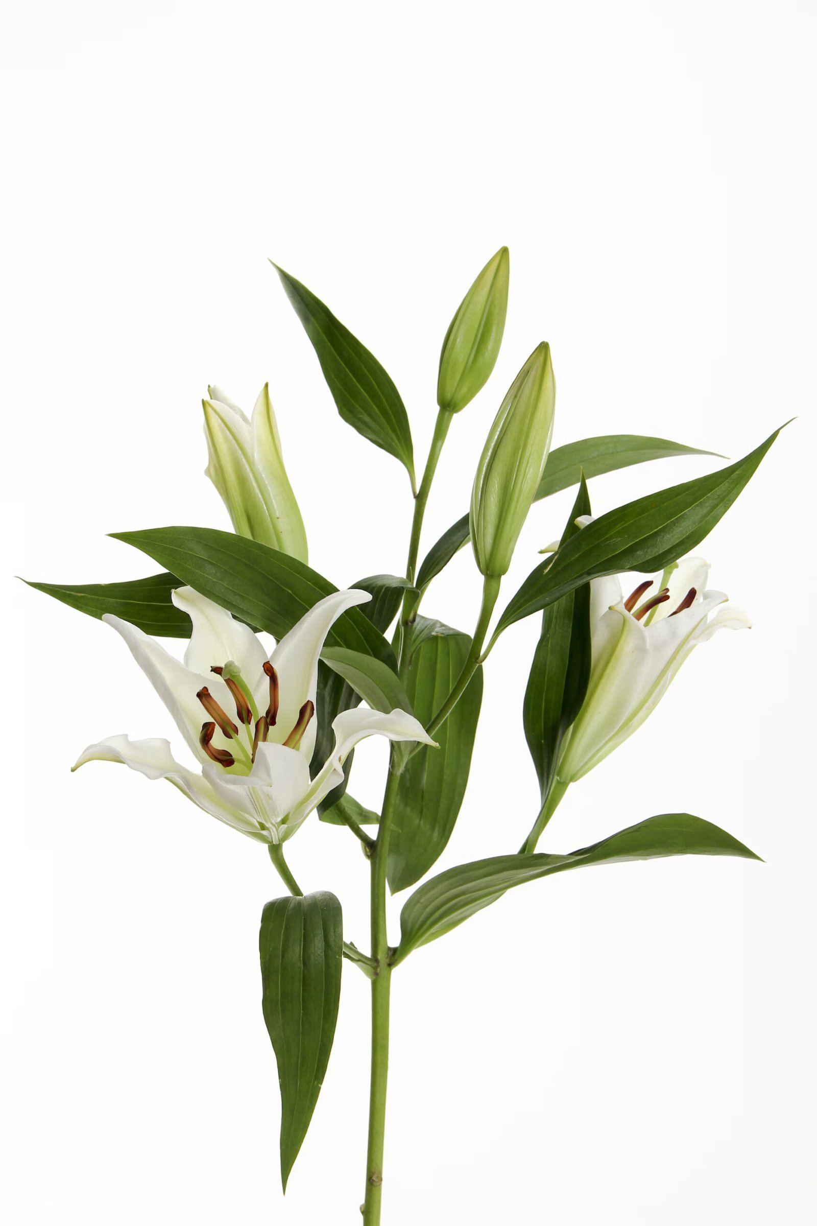 Lily & Approcot