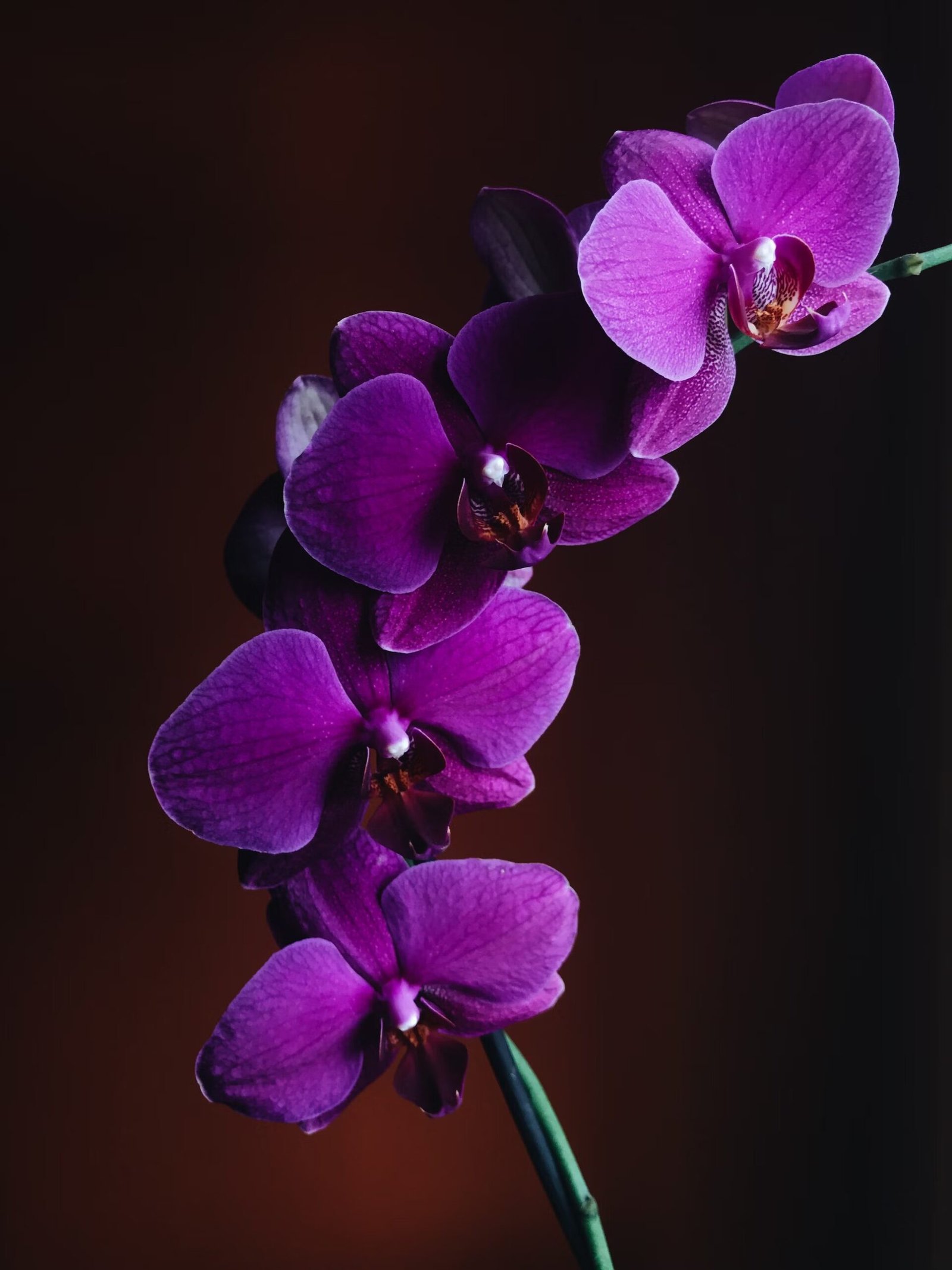 Orchid Elegance