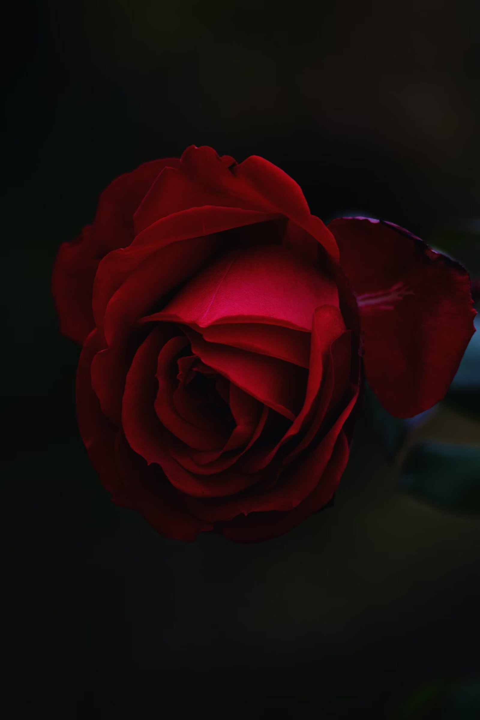 Rose Symphony