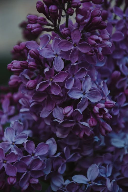 Silky Lavender