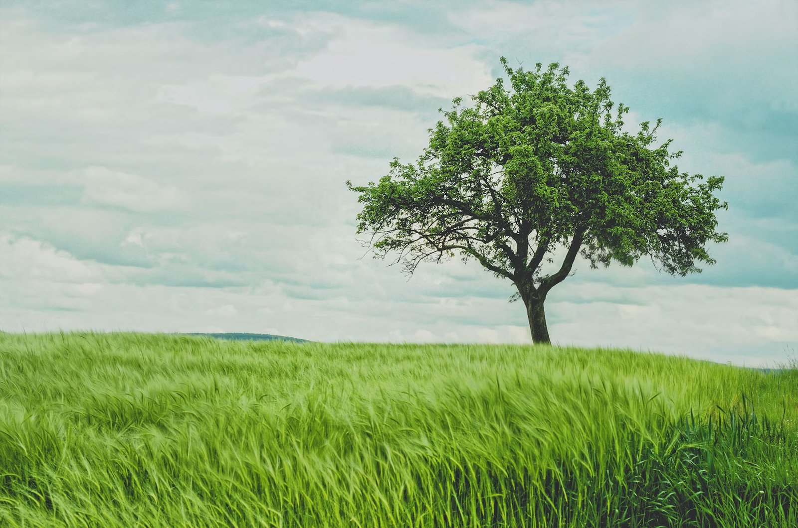 Whispering Tree