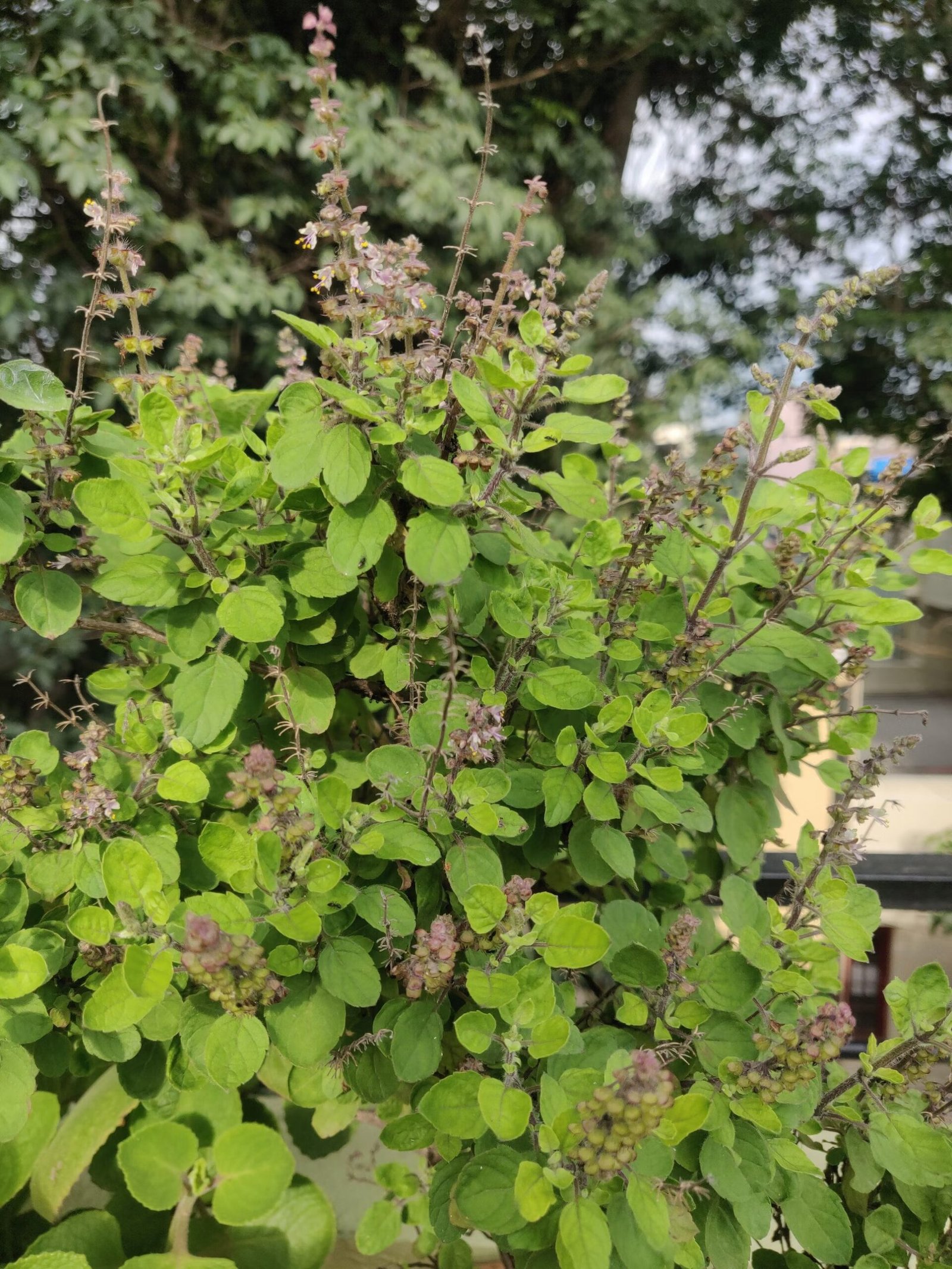 Neem Tulsi